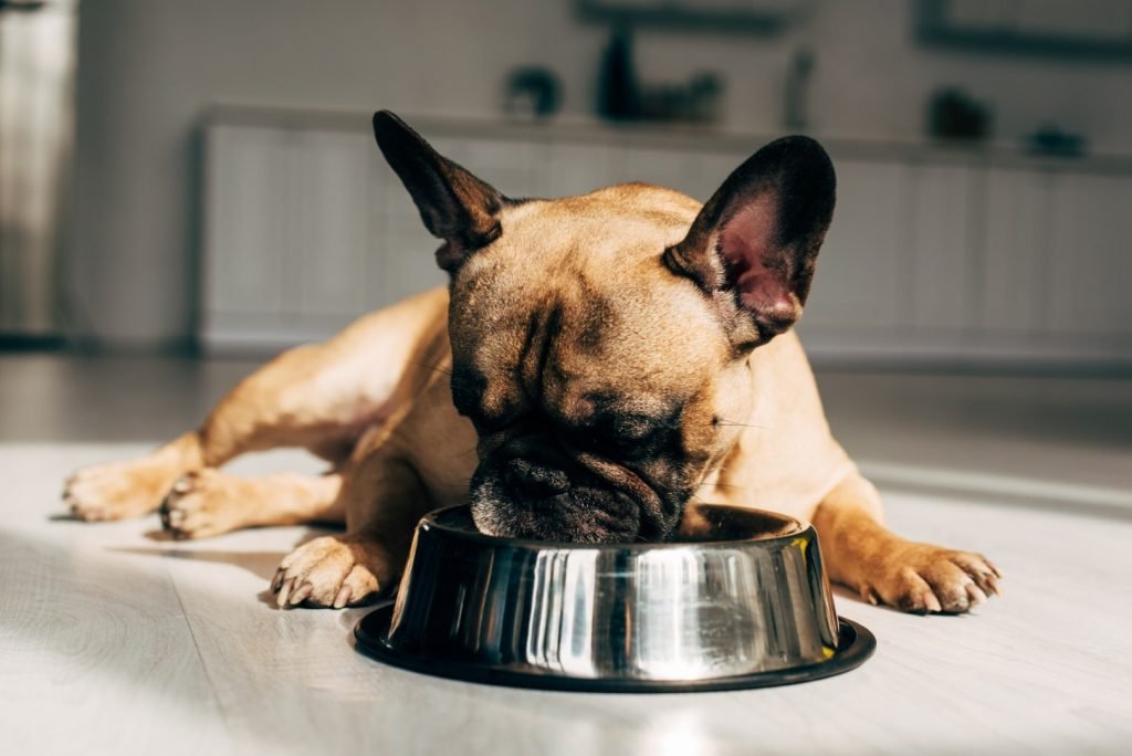 Dog Food for French Bulldogs