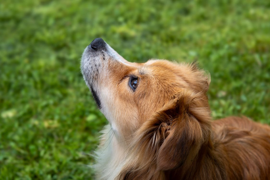 Best Dog Food for Allergies