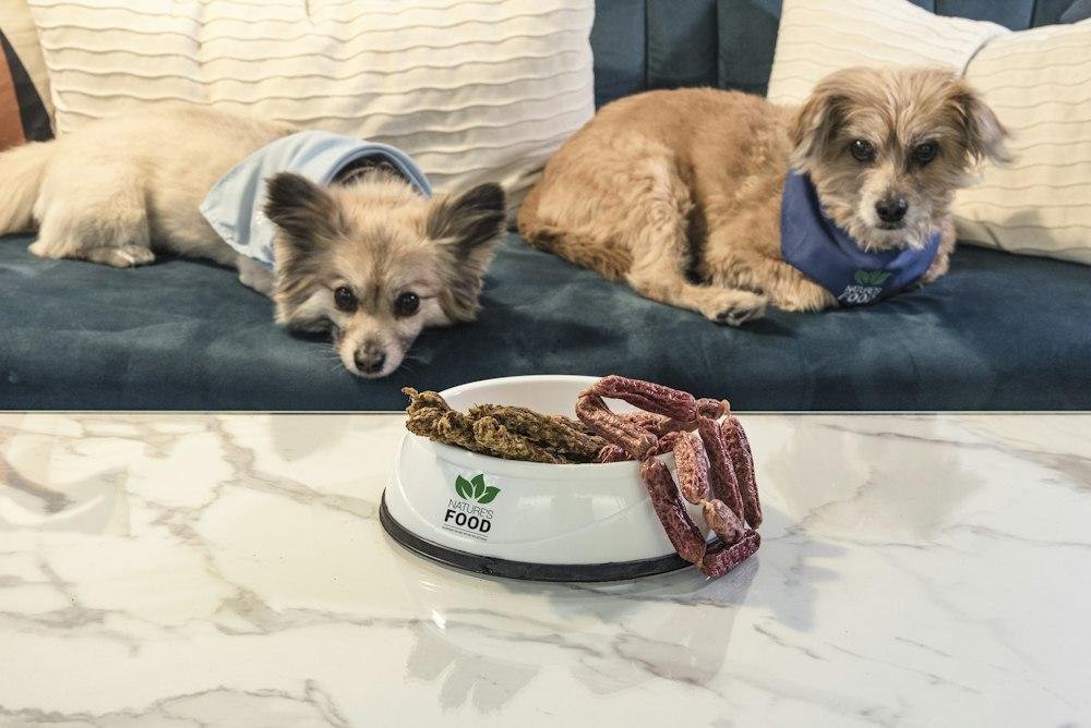 Dog Food for Senior Dogs