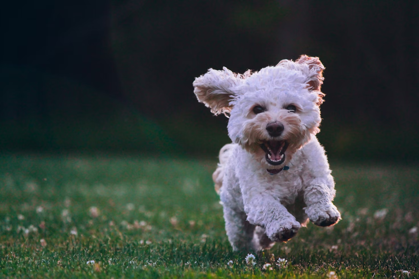 Dog Food for Maltese