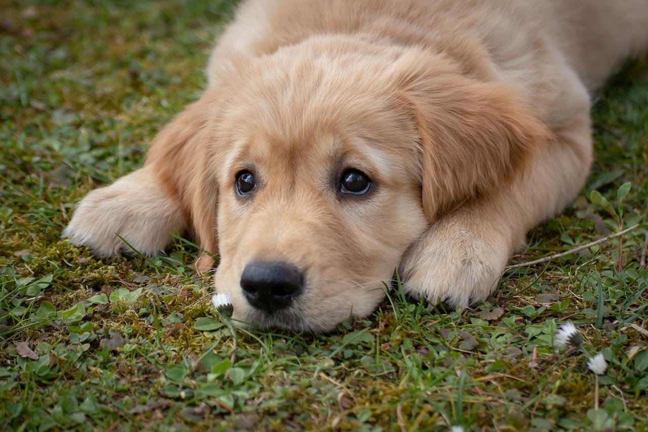 Dog Food for Golden Retrievers