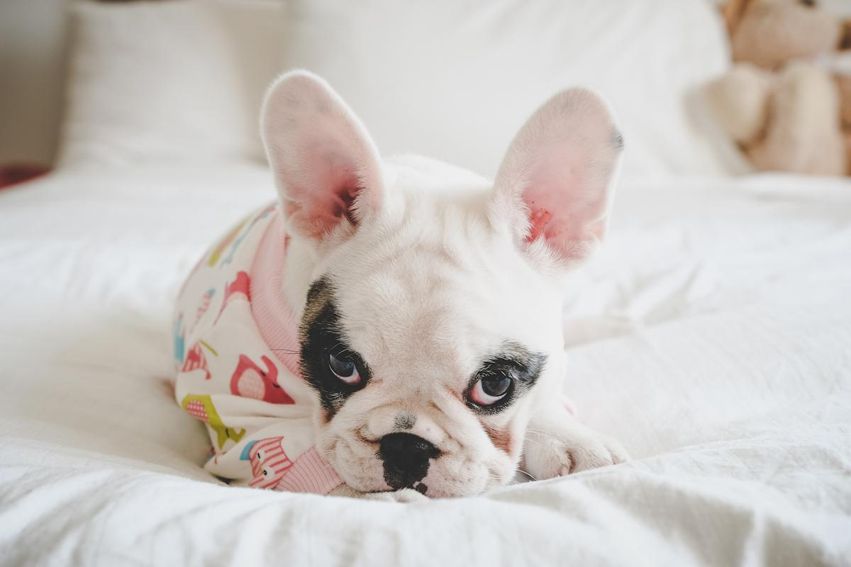 dog pajamas