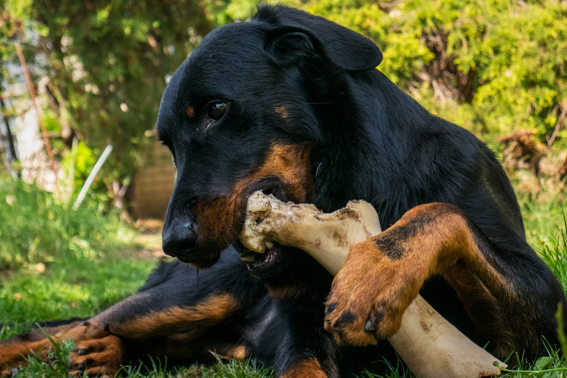 Beef Bones