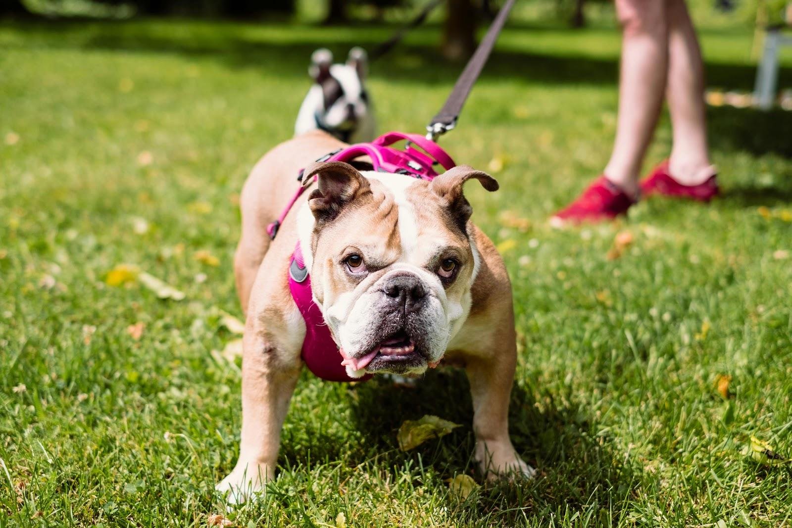 Harnesses for French Bulldogs