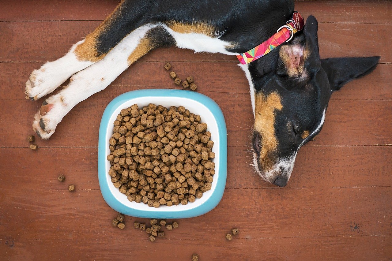 Dog Food for Optimal Canine Nutrition