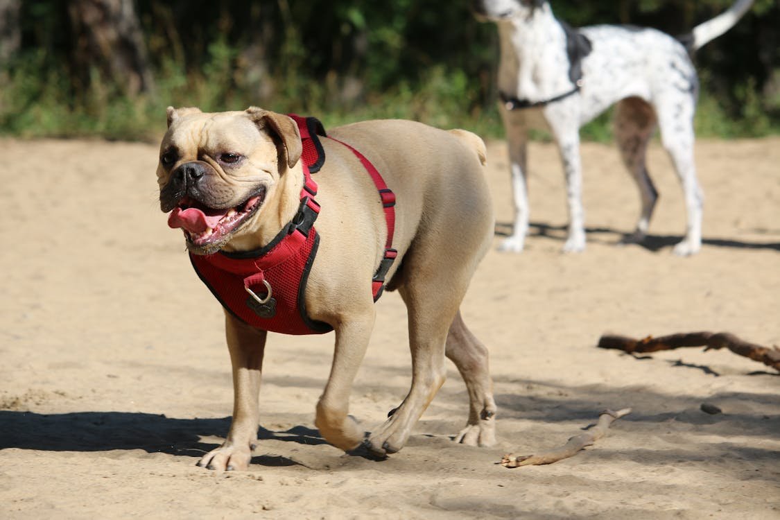 Bulldog Harnesses