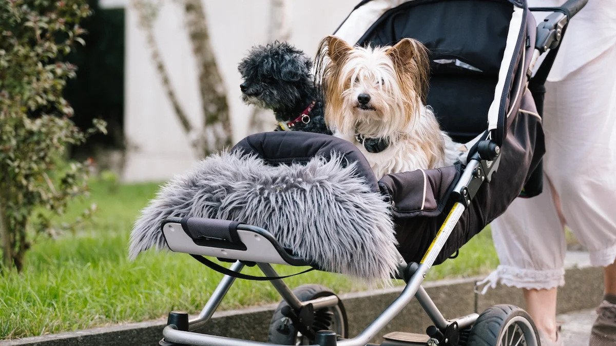 dog stroller