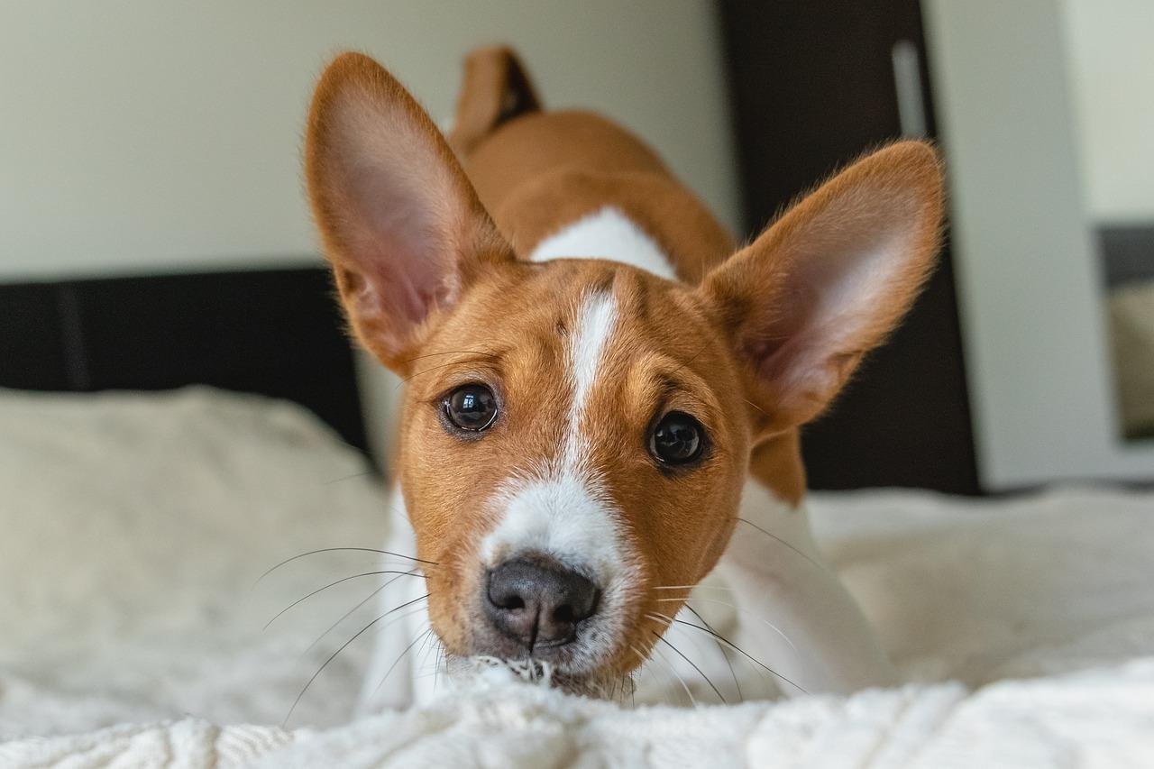 Dog Food for Shedding