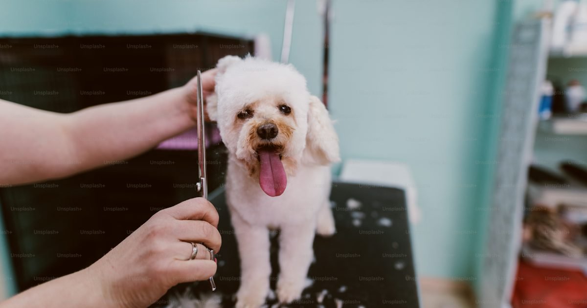 dog grooming scissors