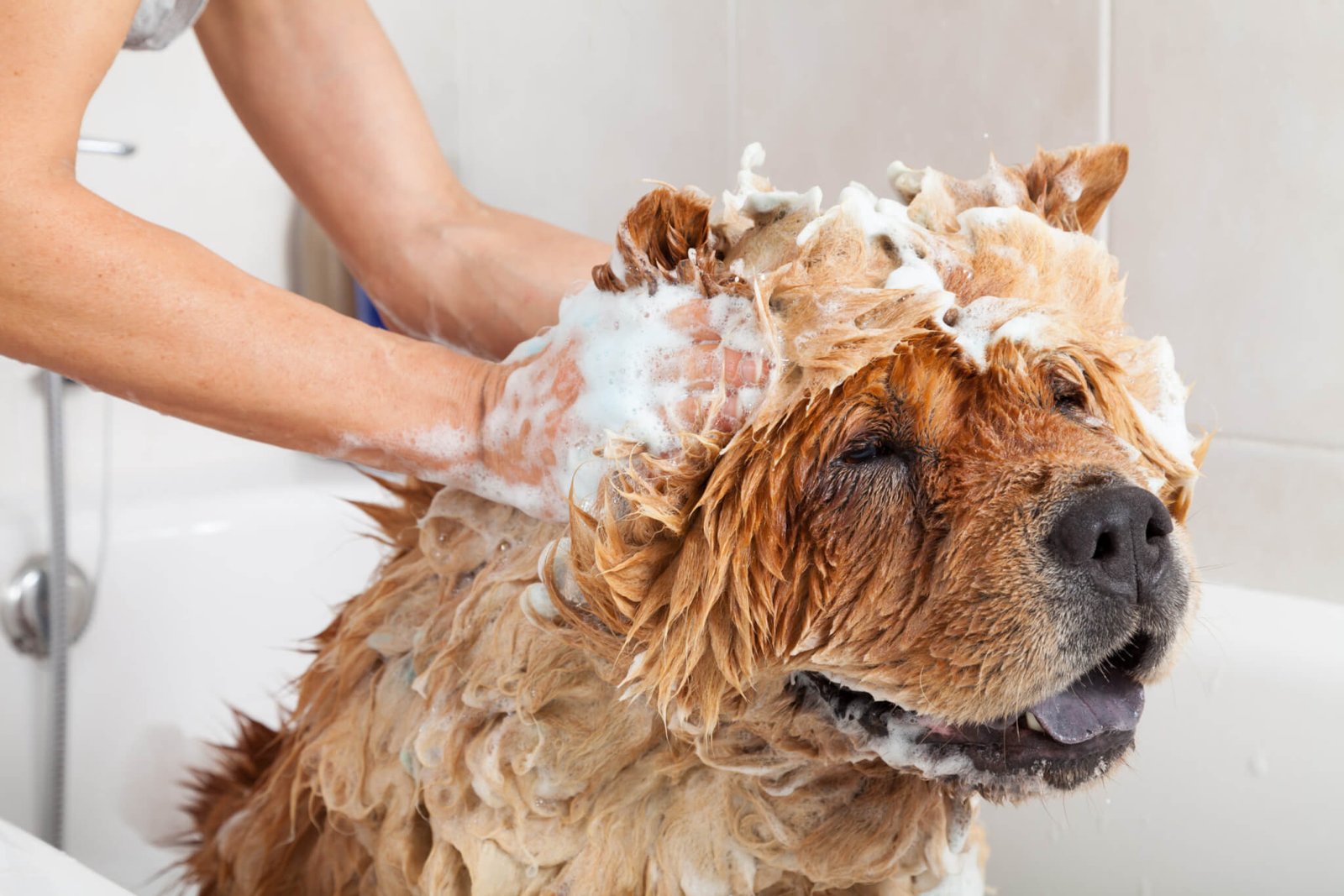 best deshedding shampoo