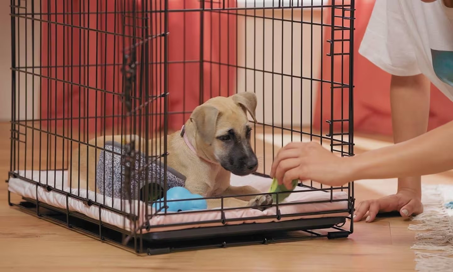 dog crate