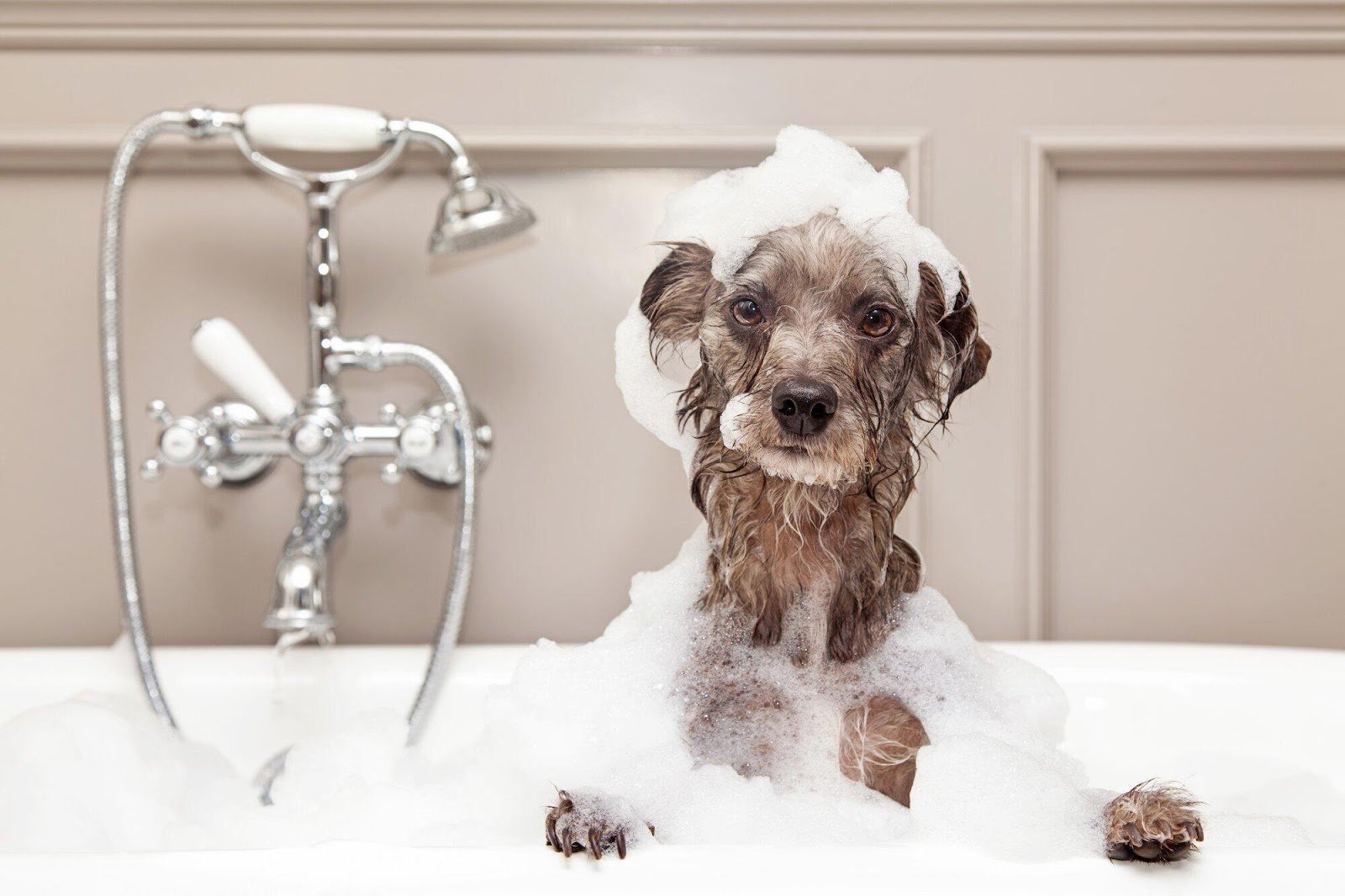 Best dog shampoo for smelly dogs